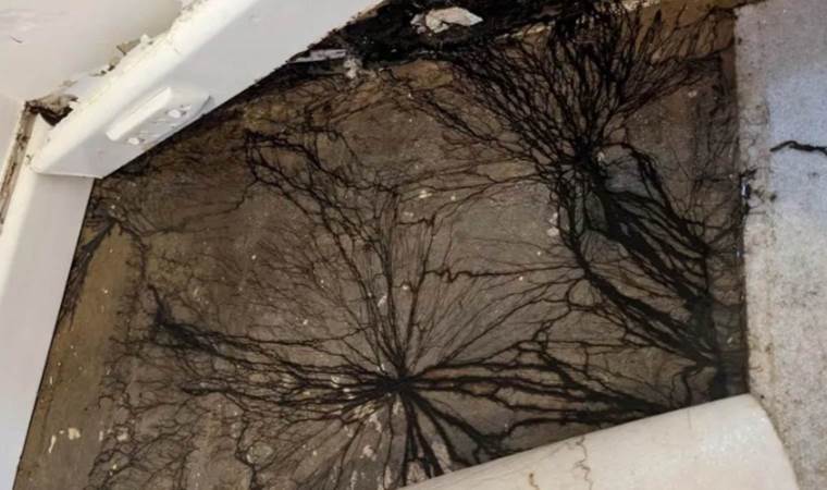 Mysterious black growth under floorboards