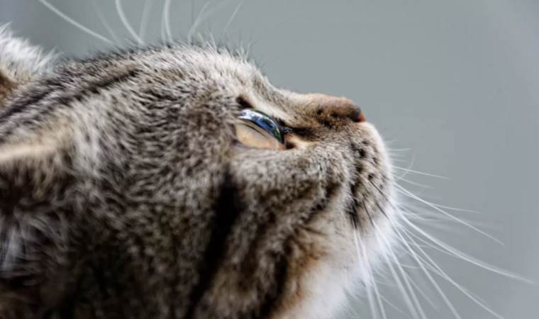 UK records first case of deadly cat virus, FIP, following Cyprus outbreak