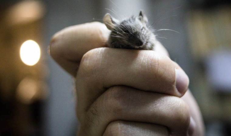 Rat infestation in Marseille schools