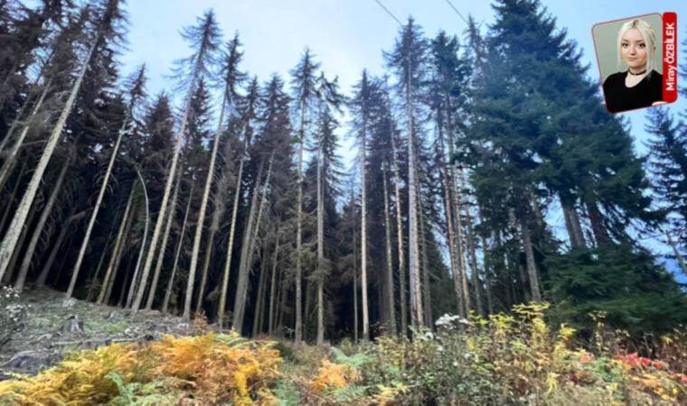 Insect Invasion Threatens Şavşat's Iconic Spruce Trees