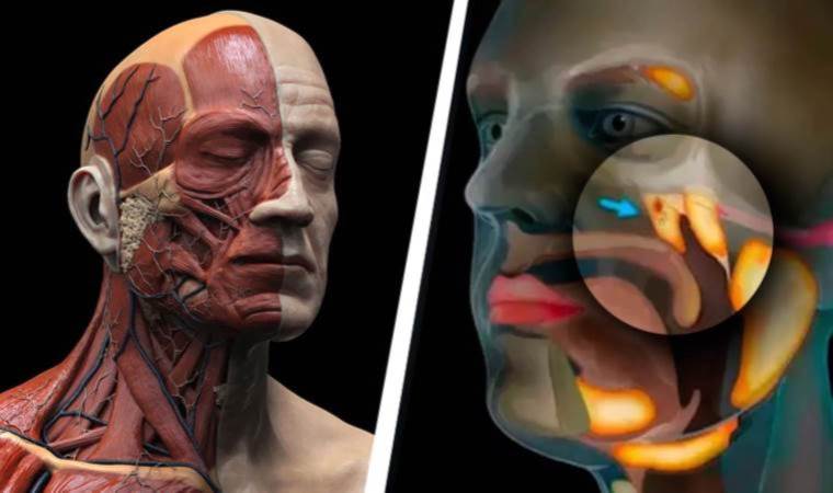 A new organ has been discovered in the human body