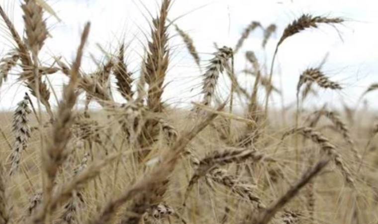 Global food supplies in 2024 under pressure from adverse weather and export curbs