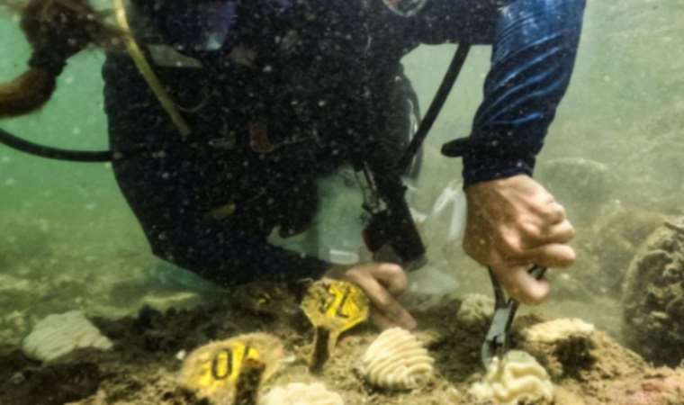 Florida's rising water temperatures raise concerns for health of coral reefs, scientists say
