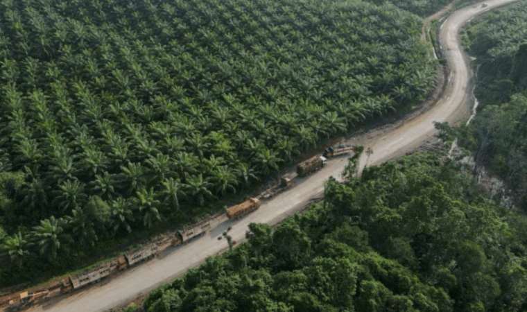 Palm oil demand boosted as rival oil prices jump on supply woes