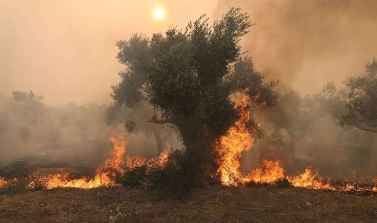 Wildfire near Athens rages, Greece sees risk of more blazes