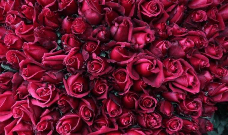 10 Usage Forms of Turkish Rose