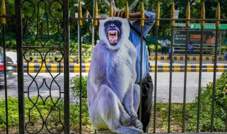 Deploying 'Langur' models ahead of G-20 Summit to prevent monkey disruptions