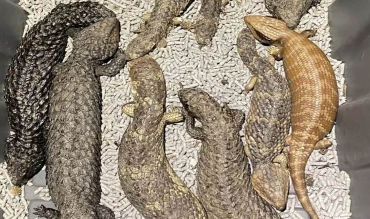 Australian police bust million-dollar lizard smuggling ring