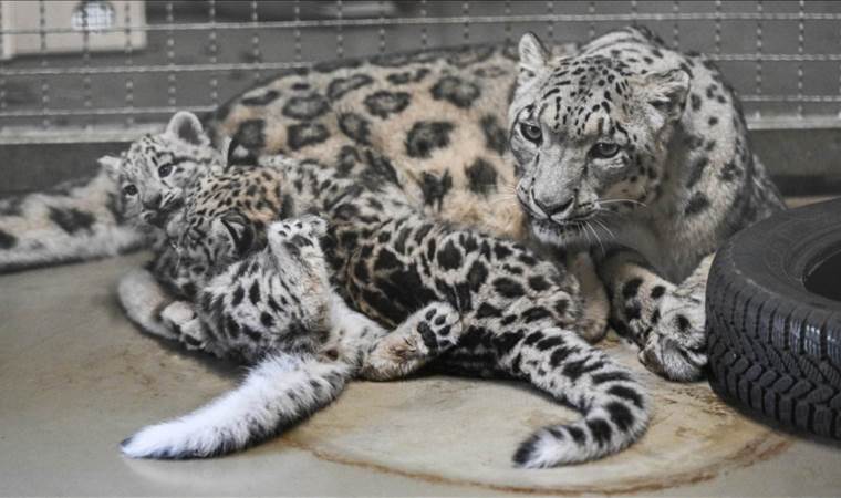 In a first, snow leopards spotted in southwest China