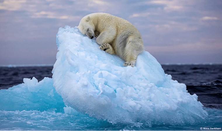 Ice bed: Polar bear snooze wins photography prize