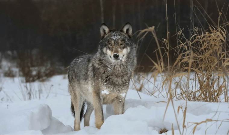 Wolves of Chernobyl show genetic resilience to radiation