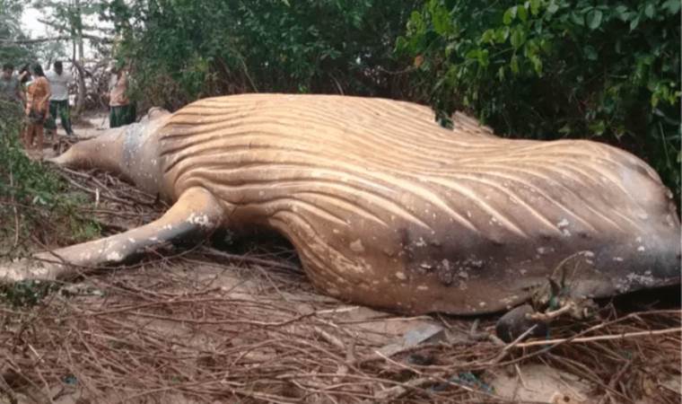 Whale found in Amazon Jungle: A mystery unveiled