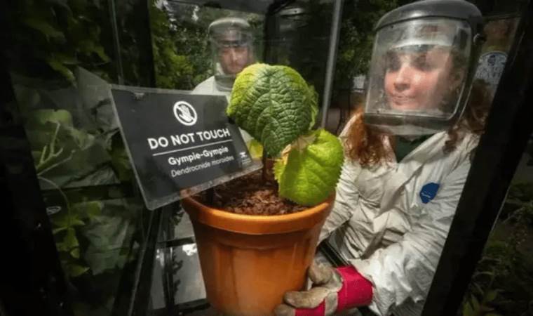 Dangerous plant sparks 'suicidal thoughts'