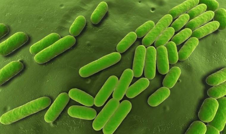 Underground bacteria convert CO2 to crystals