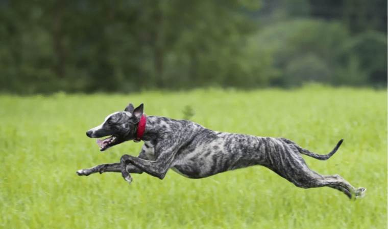 Dogs' life expectancy study reveals breed disparities
