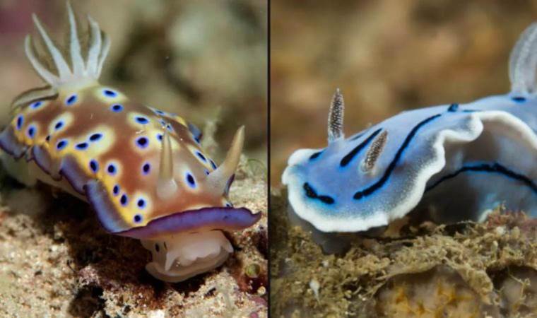 A new discovery in UK waters: A mixed blessing