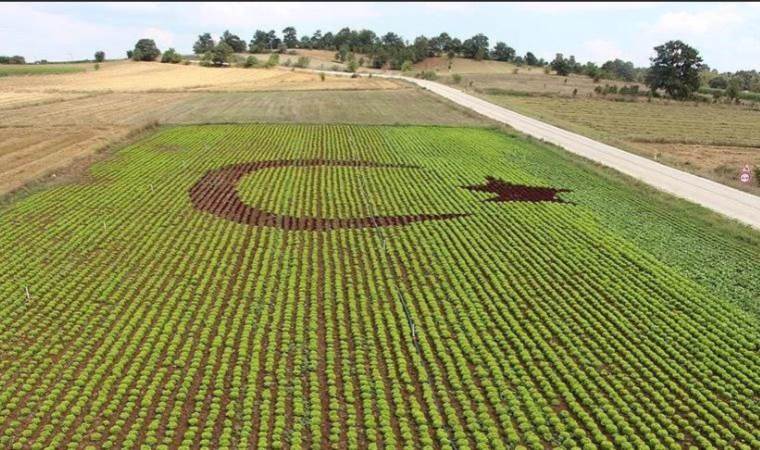Pasta makers cheer Turkiye's durum wheat flowing abroad
