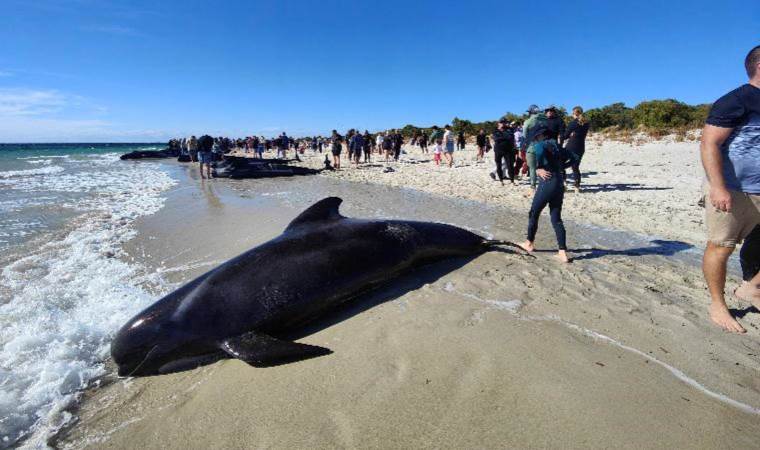 More than 100 pilot whales stranded in Western Australia, experts say