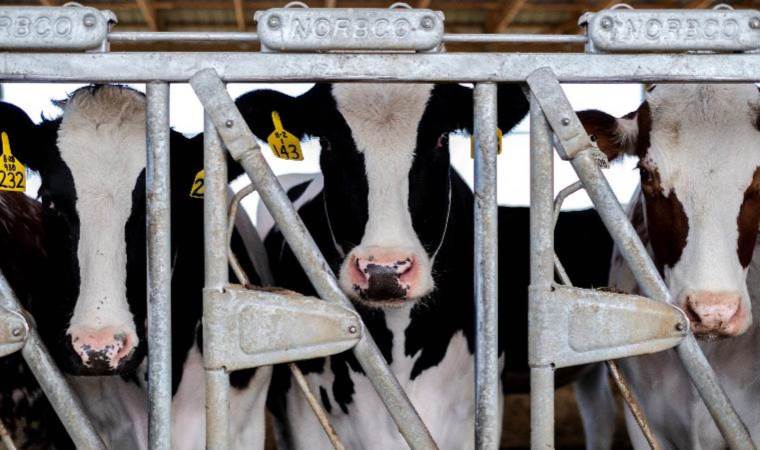 Risk of bird flu spreading to cows outside US