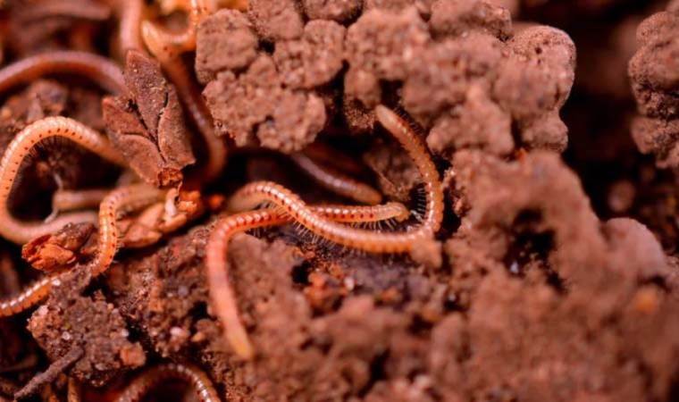 The key to life on Earth has been discovered!