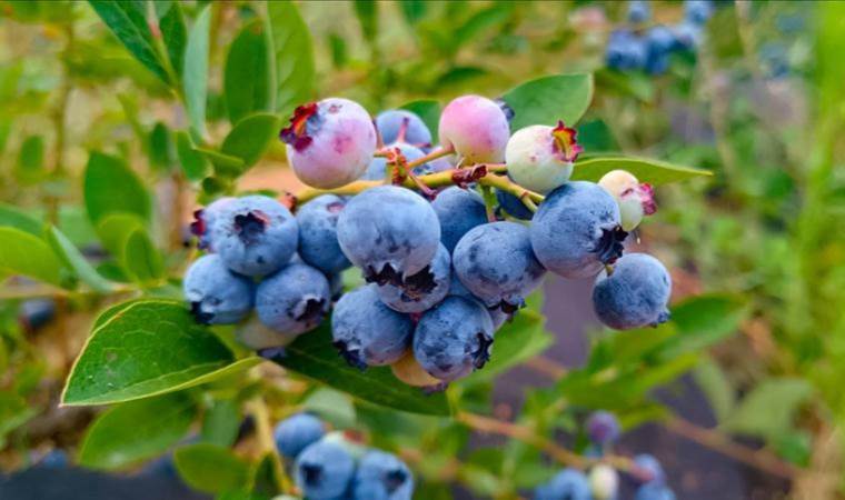 Blueberries planted 3 years ago in idle fields in Bilecik started to bear fruit