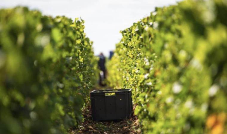 Champagne makers call for reduced grape harvest after 15% drop in sales