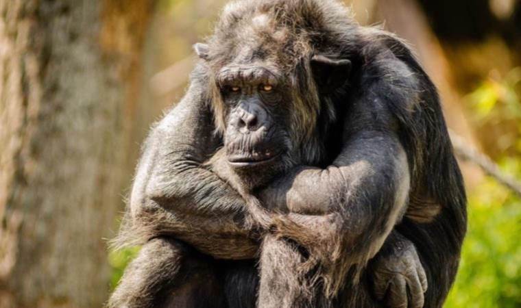 Chimpanzees can speak like humans! New evidence emerges