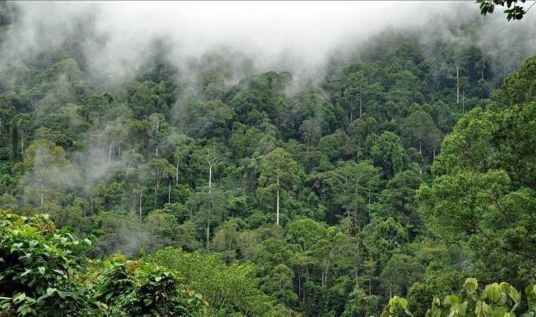 India lost 18 km2 of forest for every km2 gained between 2015-2019: Study